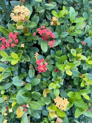 JARDIM IXORA