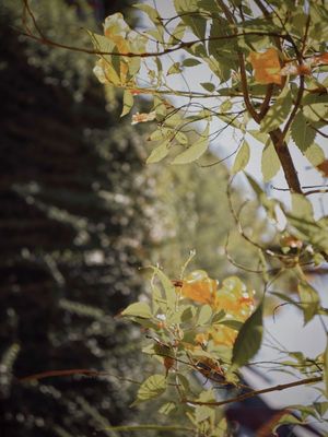 VERDE A VISTA