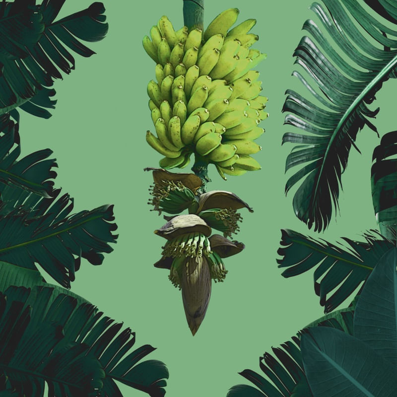 O BANANAL GREENERY