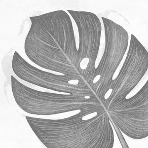 PLANTA MONSTERA I