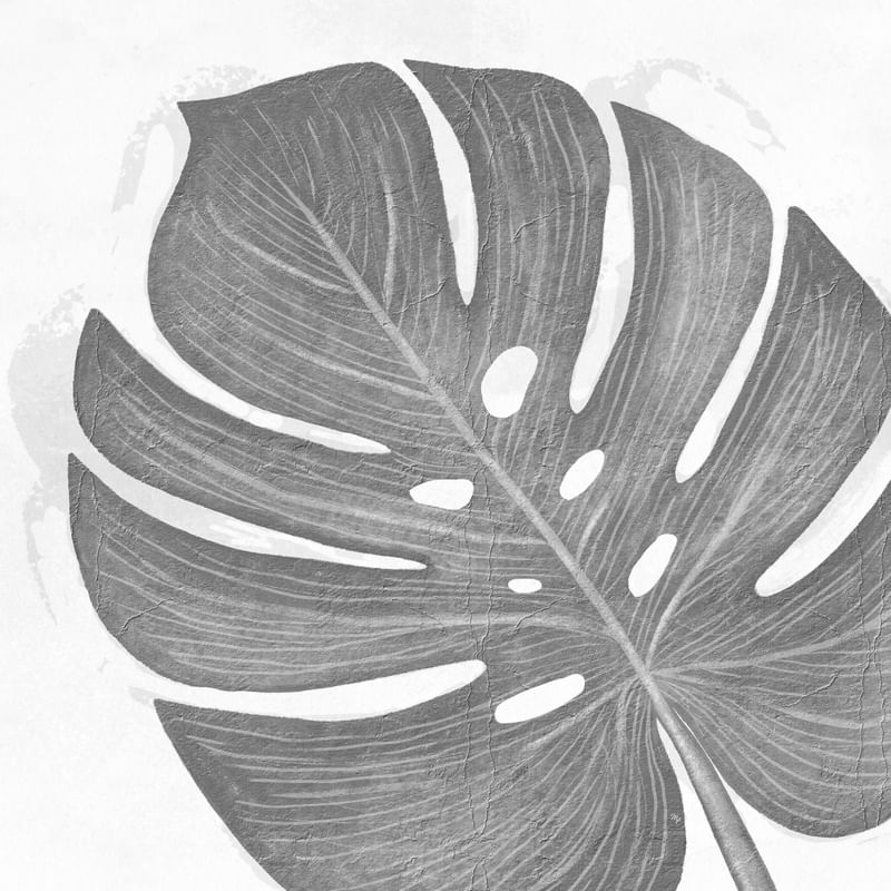 PLANTA MONSTERA I