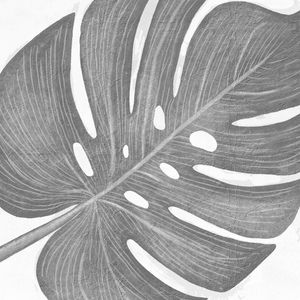 PLANTA MONSTERA II