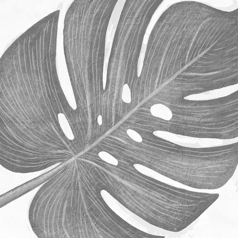 PLANTA MONSTERA II