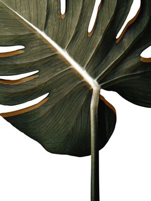 TROPICAL LEAF BLACK
