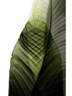 TROPICAL LEAF III