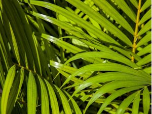 FOLHAGEM TROPICAL 5428
