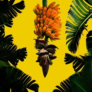 O BANANAL II