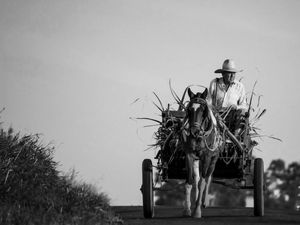 CARROÇA PRETO E BRANCO