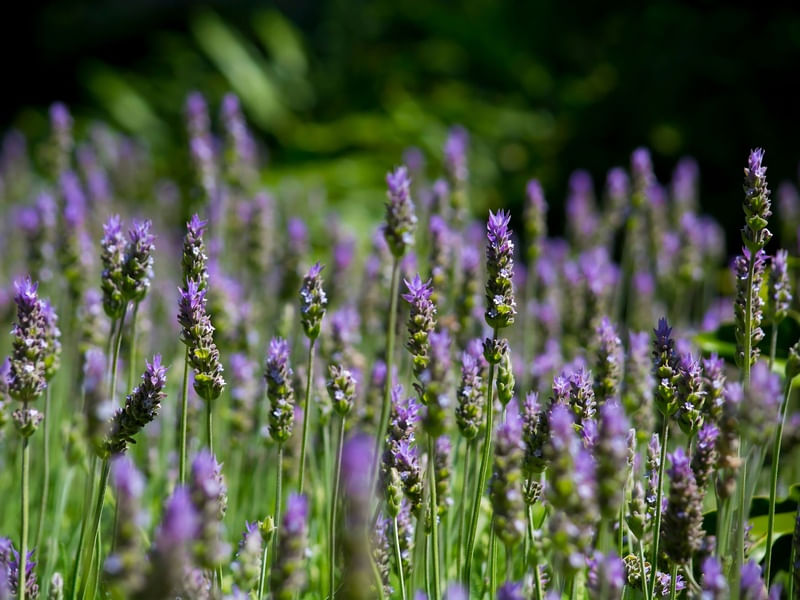 LAVENDER FIELDS