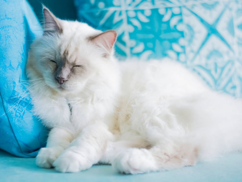GATO SAGRADO DA BIRMÂNIA DORMINDO