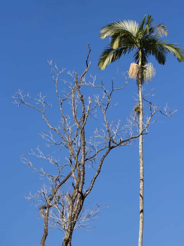 CÉU RR2