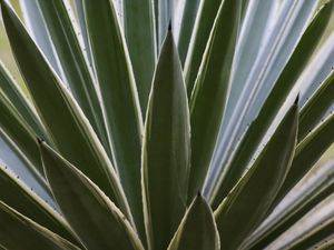 NATUREZA RR4