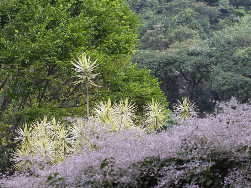 NATUREZA RR5