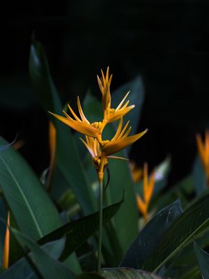 HELICÔNIA-AMARELO-ALARANJADA