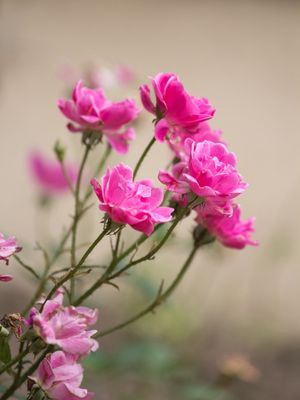 ROSAS RR