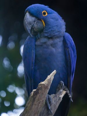 ARARA-AZUL-GRANDE
