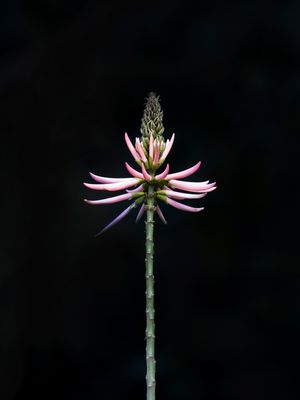 NATUREZA RR