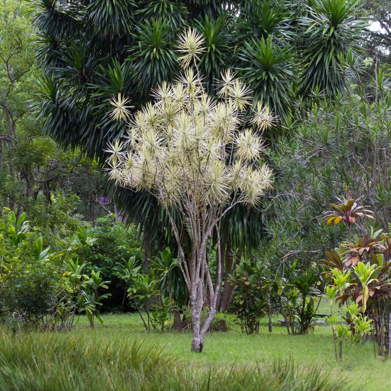 NATUREZA RR9