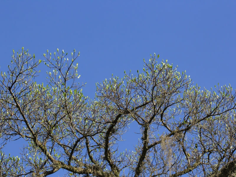 CÉU RR