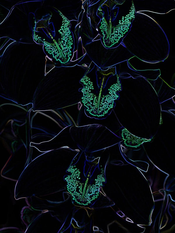 ORQUÍDEA RR4