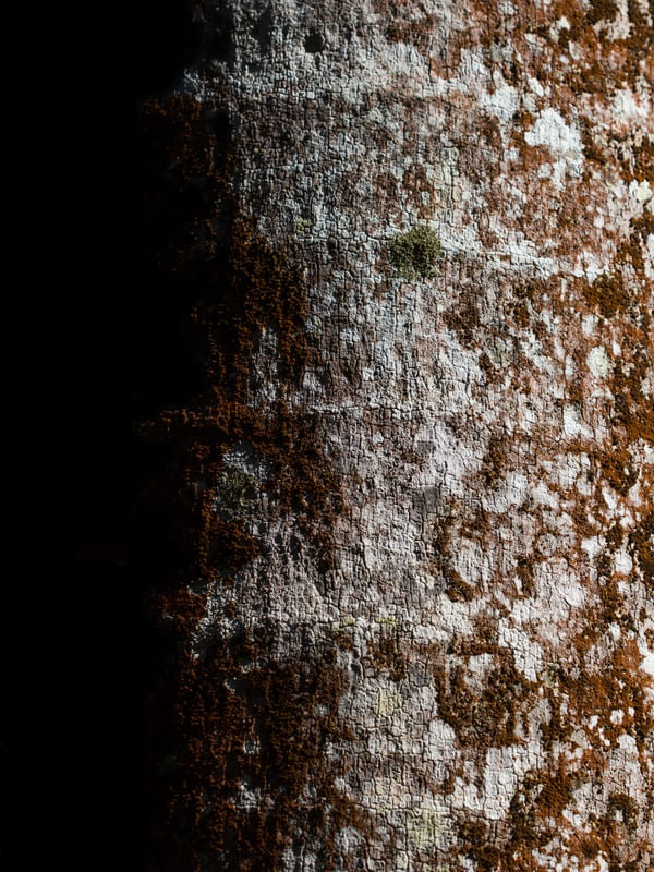 TEXTURA RR