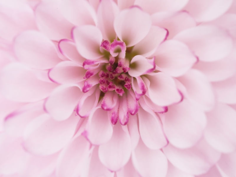 FLORES RR4