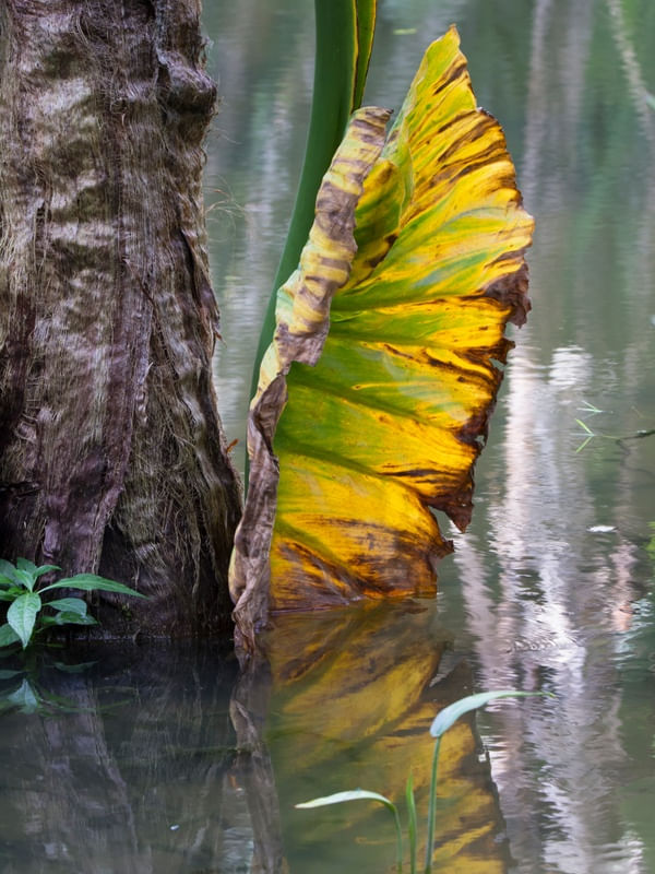 NATUREZA - FOLHA