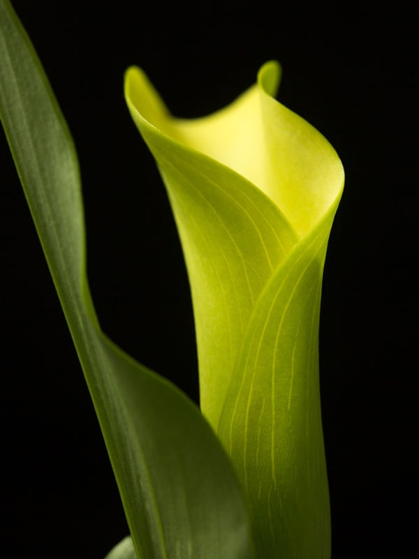 DETALHE FLOR CALLA 2