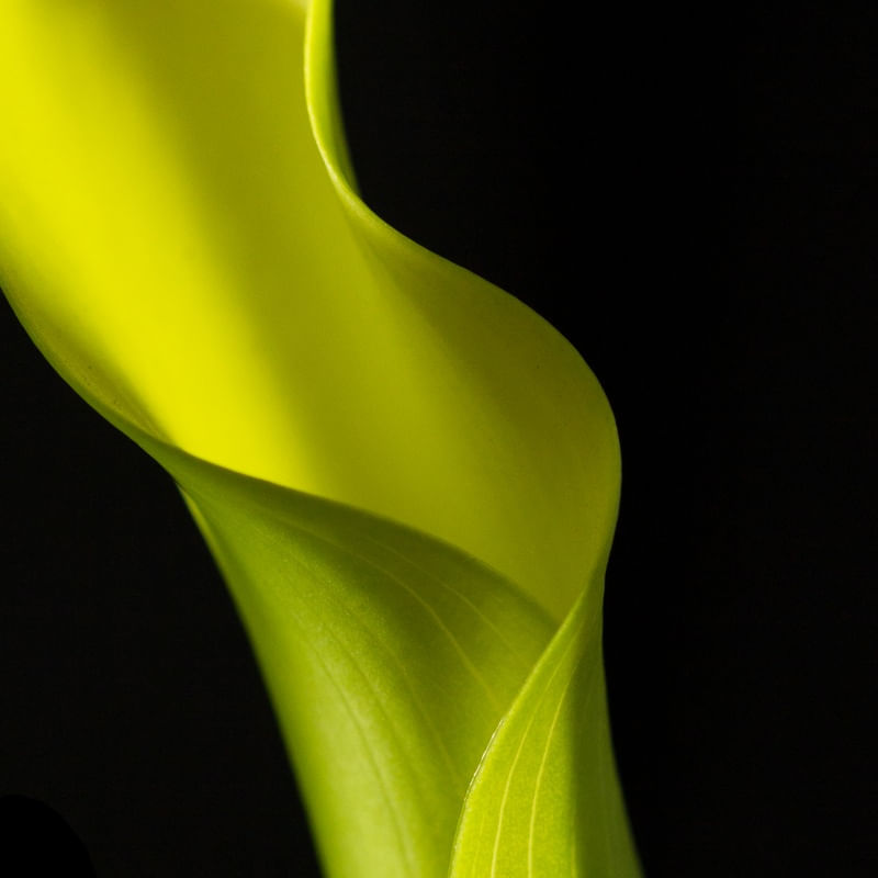 DETALHE FLOR CALLA 3