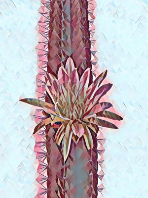 FLOR DE CACTO CEREUS I