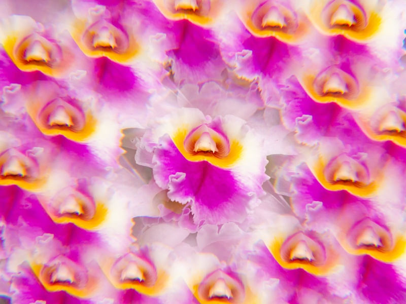 ORQUÍDEA RR1