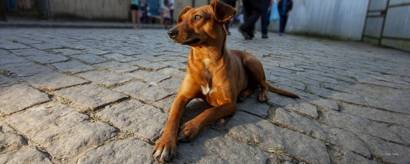 CACHORRINHO CARAMELO - PANORAMICA