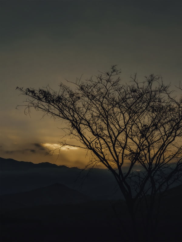 ÁRVORE AO FIM DE TARDE