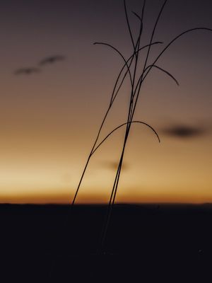 ORANGE SKY BRAZIL