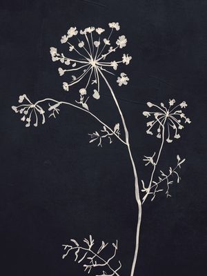 MINIMALIST WILD PLANT 6 BLACK AND WHITE