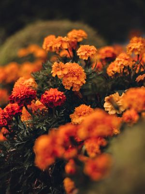 ORANGE NATURE