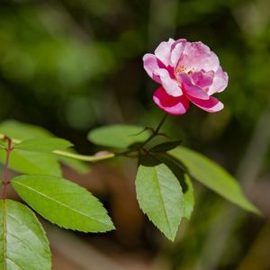 ROSA 5474