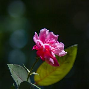 ROSA 5486
