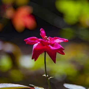 ROSA VERMELHA 5489