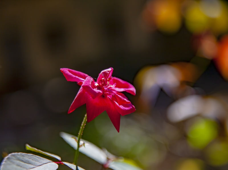 ROSA VERMELHA 5492