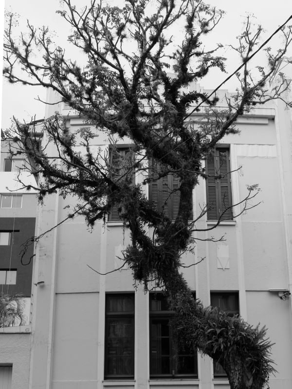 ARQUITETURA ARVORE POR LUISAFORNASARI