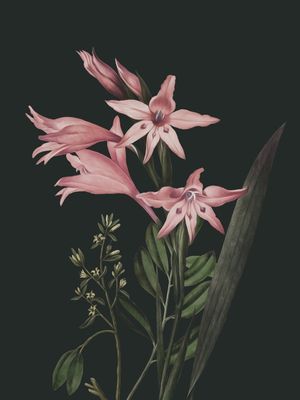 GARDEN FLOWERS 7