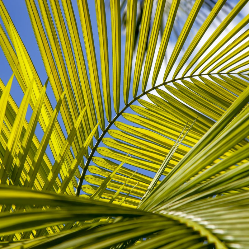 TROPICAL LEAF 45075407 LL