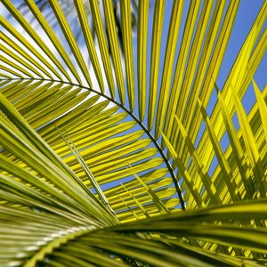 TROPICAL LEAF 5407 LLL