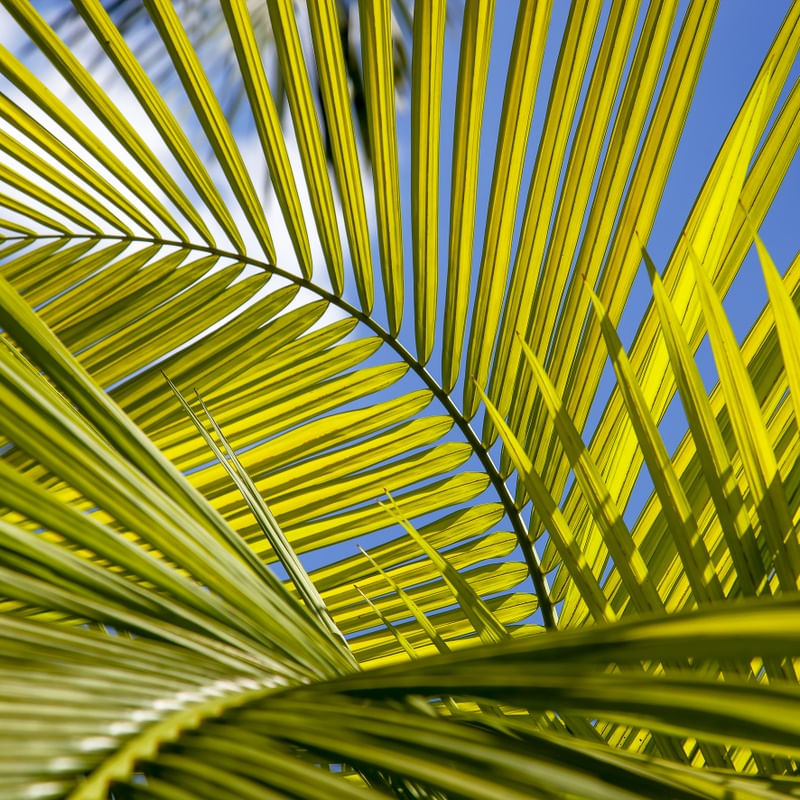 TROPICAL LEAF 5407 LLL