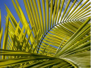 TROPICAL LEAF 5407