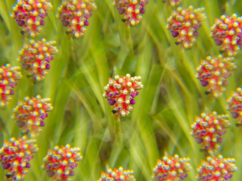 BROMÉLIA CALEIDOSCÓPIO RR3