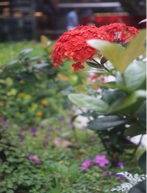 JARDIM COM IXORA