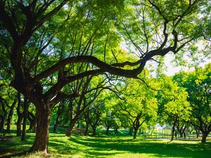 O ABRAÇO DA NATUREZA