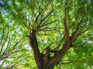 O ABRAÇO DA NATUREZA 2
